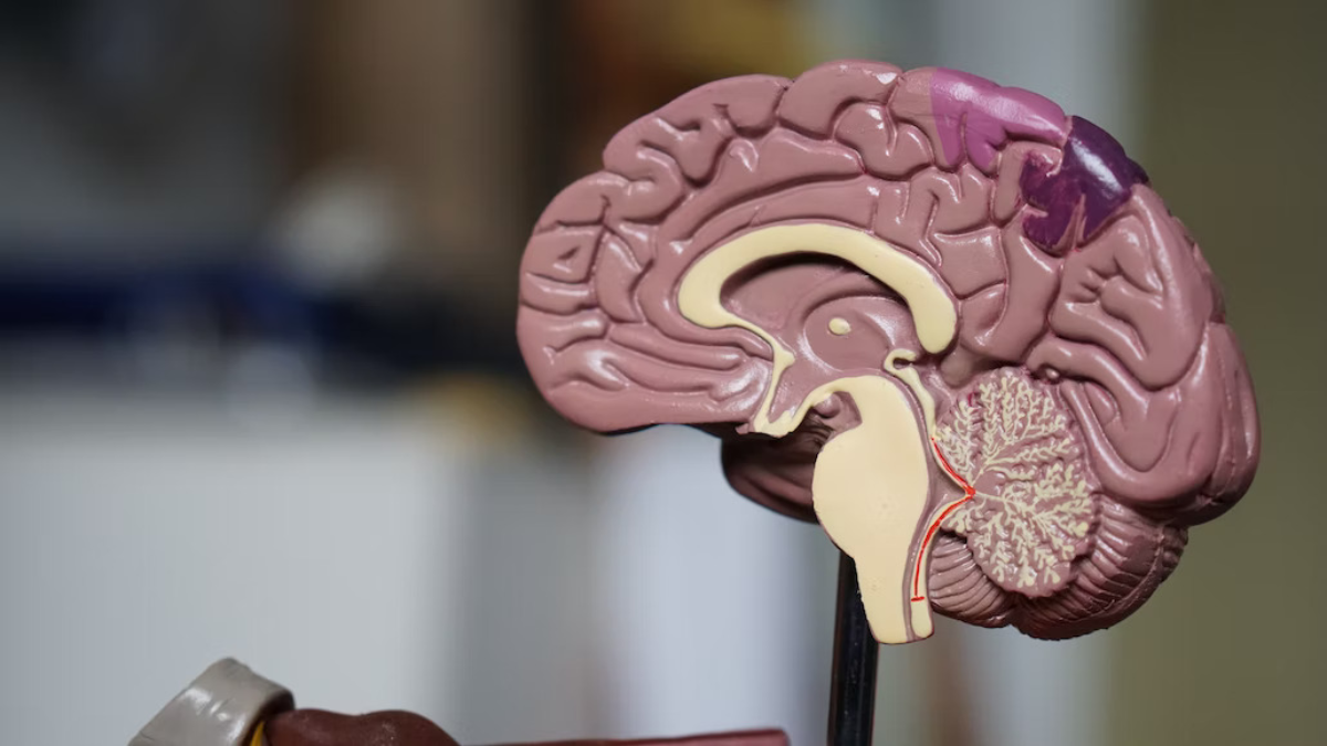 02-encephalitis
