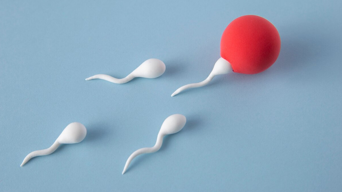 sperm-production