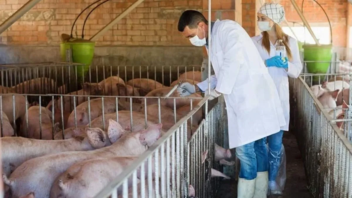 Swine Flu In India: Over 20,000 Infected, 347 Deaths Reported Amid Alarming Surge