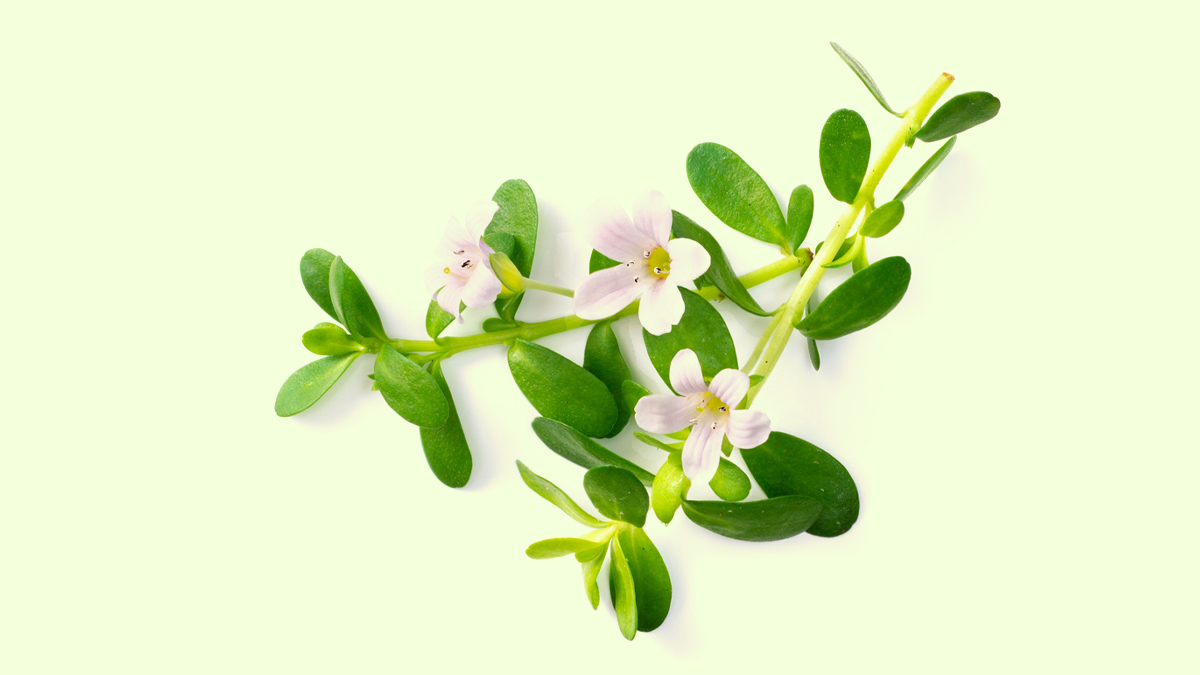 2-brahmi