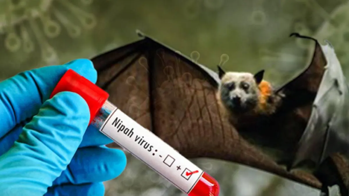 Kerala On High Alert: Nipah Virus Threat In Five Districts, Here's What You Need To Do
