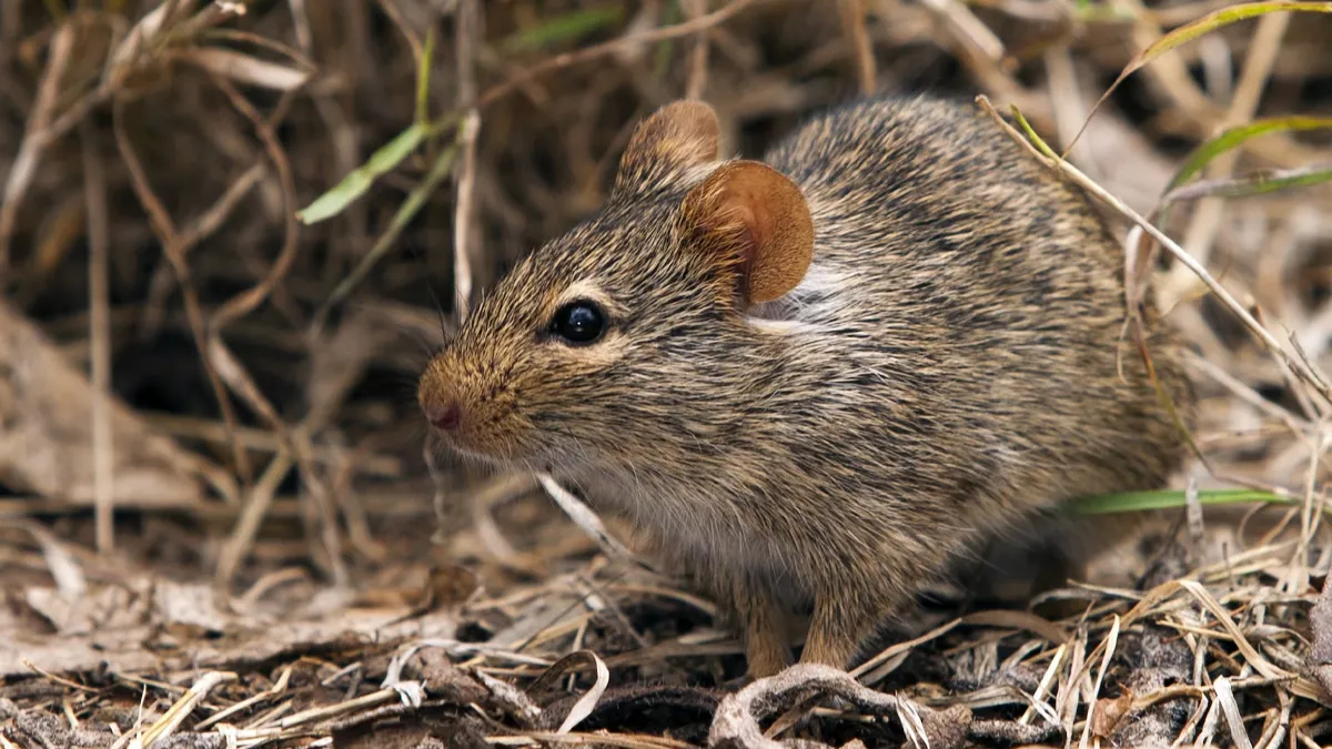 Lassa Fever Scare In UK: Officials On Alert After Traveller From Nigeria Tests Positive