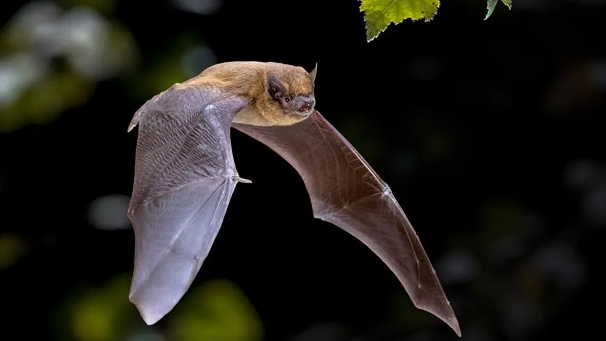 Pandemic Warning? New Coronavirus Found In South American Bats