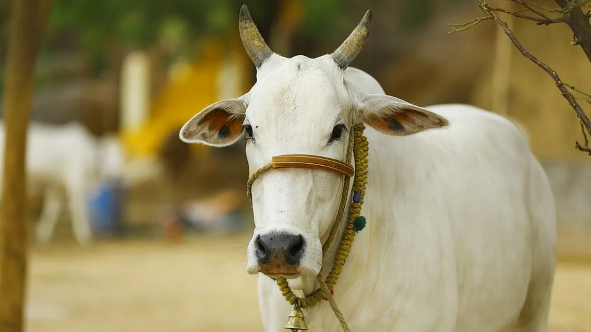 Delhi-NCR Woman Dies Of Rabies After Consuming Milk From Infected Cow