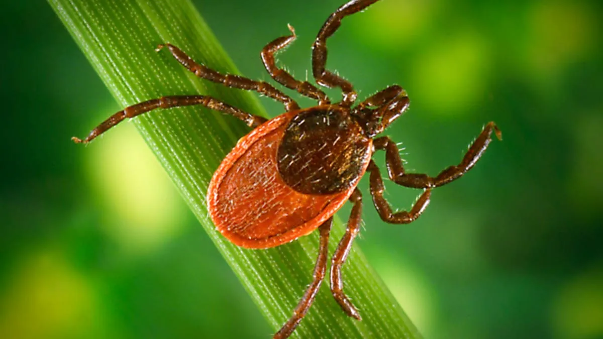 CDC Confirms Black-Legged Ticks Can Trigger Red Meat Allergy In Humans