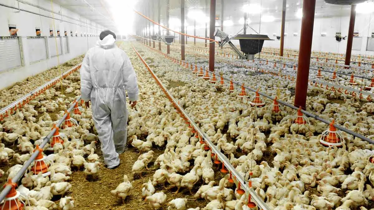 Rapidly Mutating H5N1 Bird Flu Poses New Threat: Experts Warn Current Vaccines May Fall Short