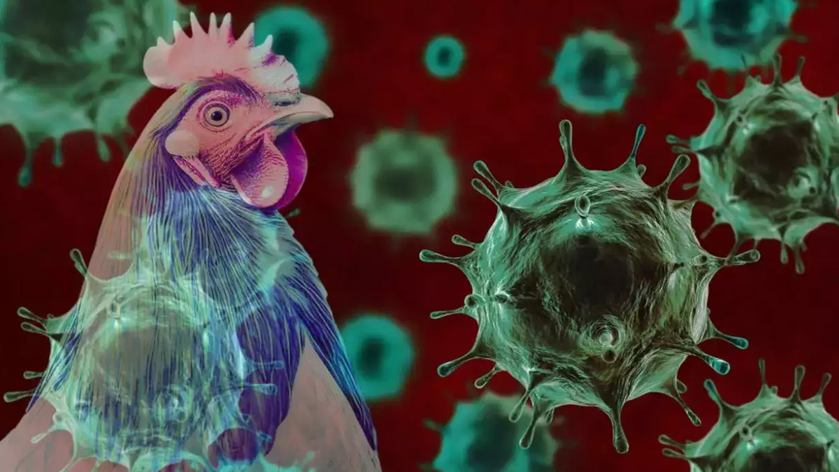 1-bird-flu