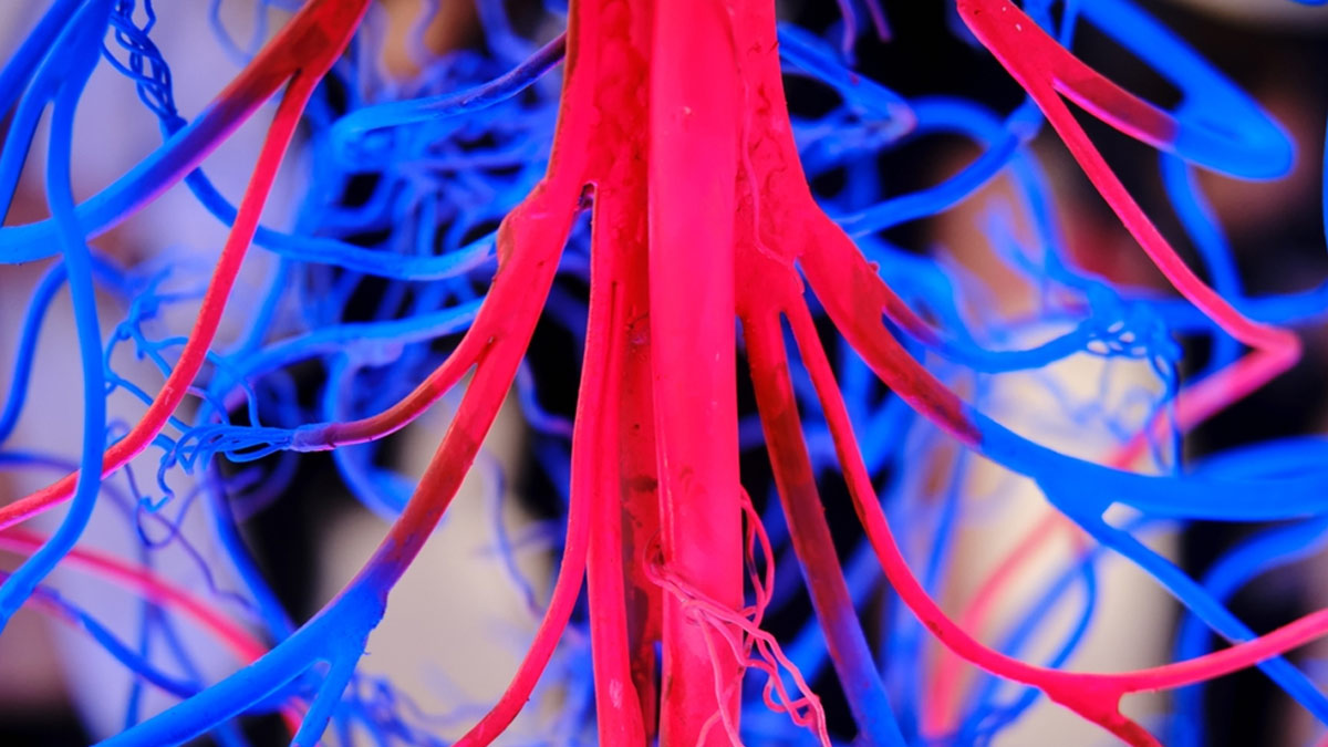 blood-circulation-1743571096470.jpg