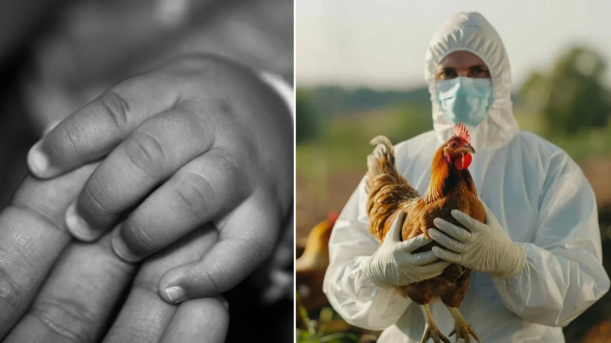 2-Year-Old Girl Dies from H5N1 Bird Flu in Andhra Pradesh, Why Eating Raw Meat Can Be Dangerous