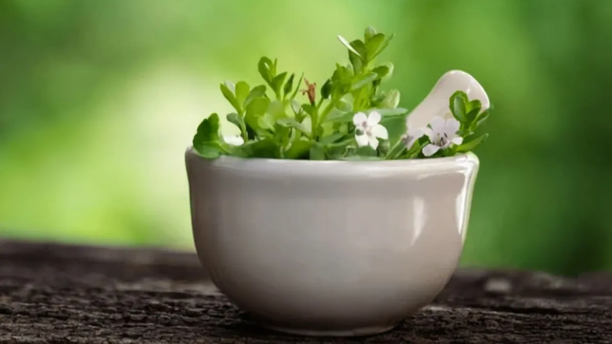 Do Not Ignore The Sleep Benefits Of Brahmi: Here's How It Promotes Sleep And Prevents Brain Fatigue