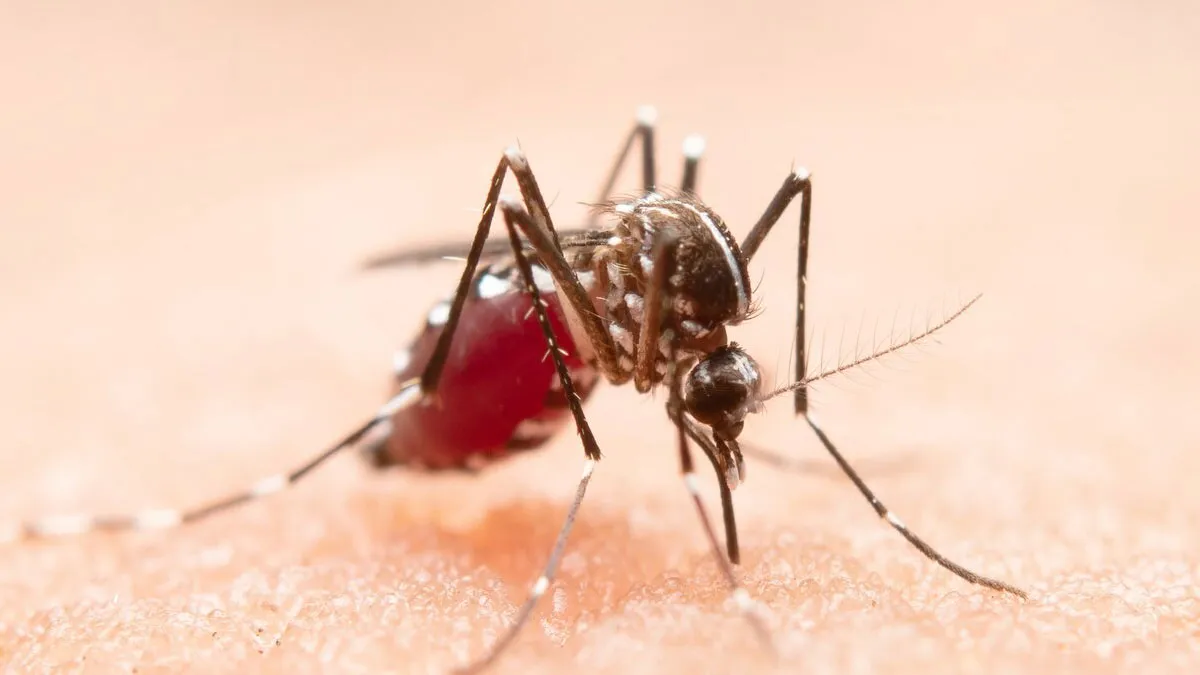Malaria’s Next Wave: Why Drug Resistance Is Making Malaria Tougher To Fight?