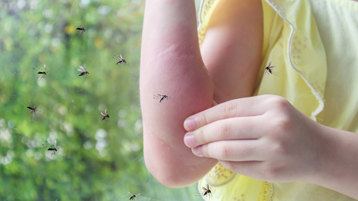 malaria-transmission