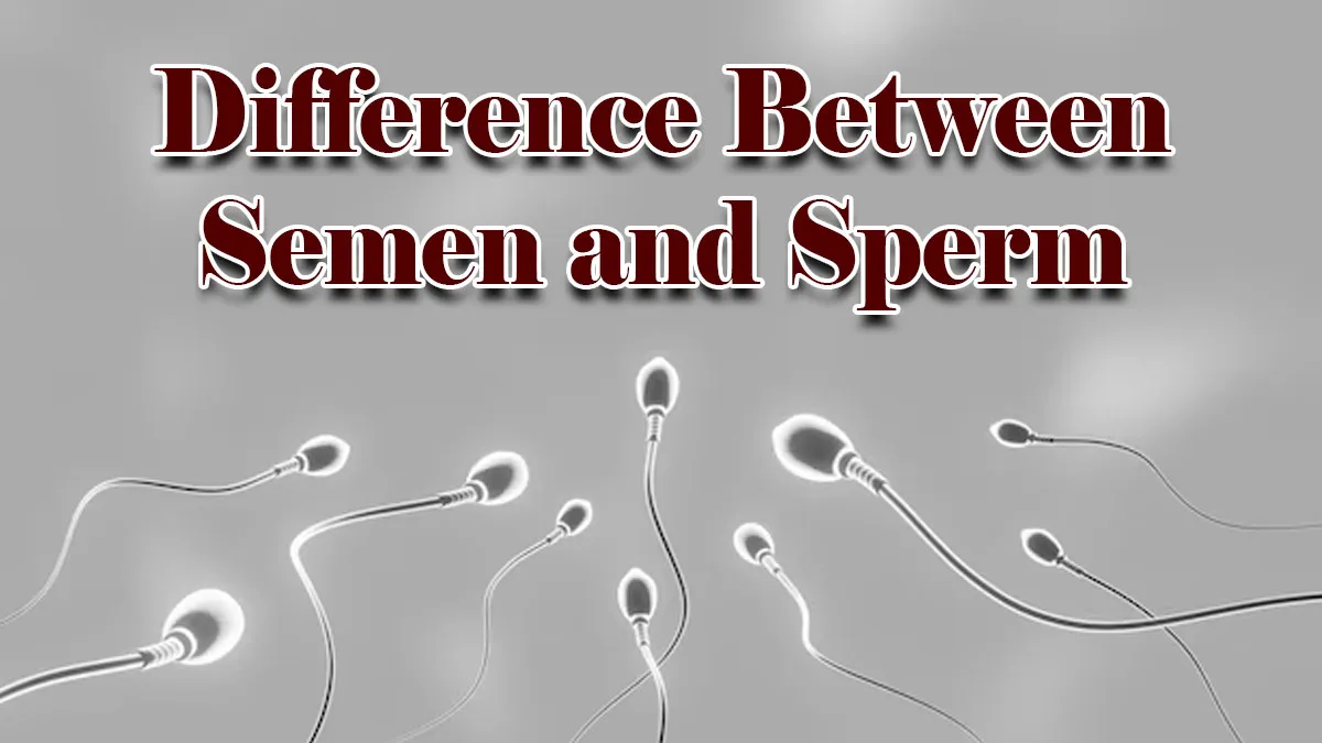Semen And Sperm Are Not The Same: Here’s What You Need To Know