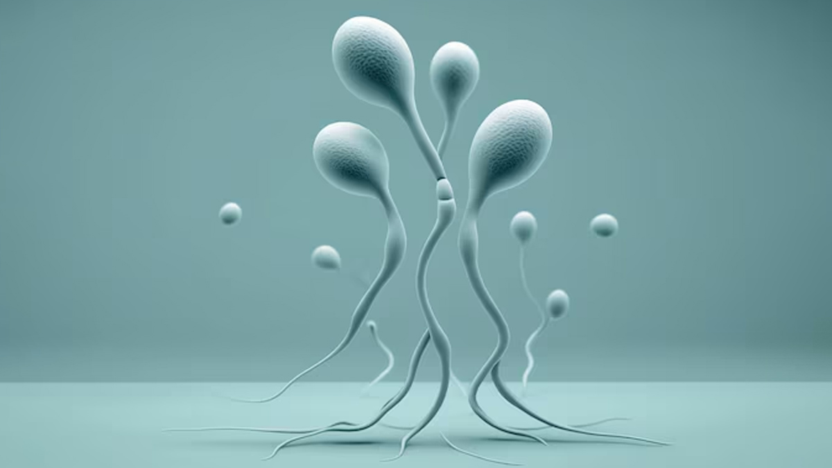 semen-and-sperm