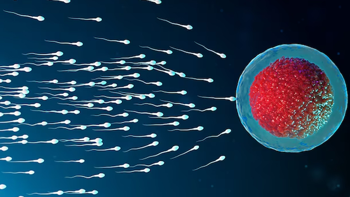 sperm-fertilising-egg