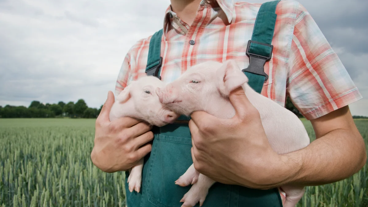 First-Ever Case Of Reverse Zoonosis: Human Flu Detected In Factory Farm Animal