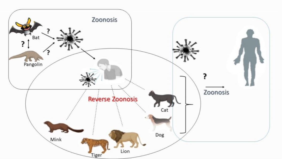 02-reverse-zoonosis