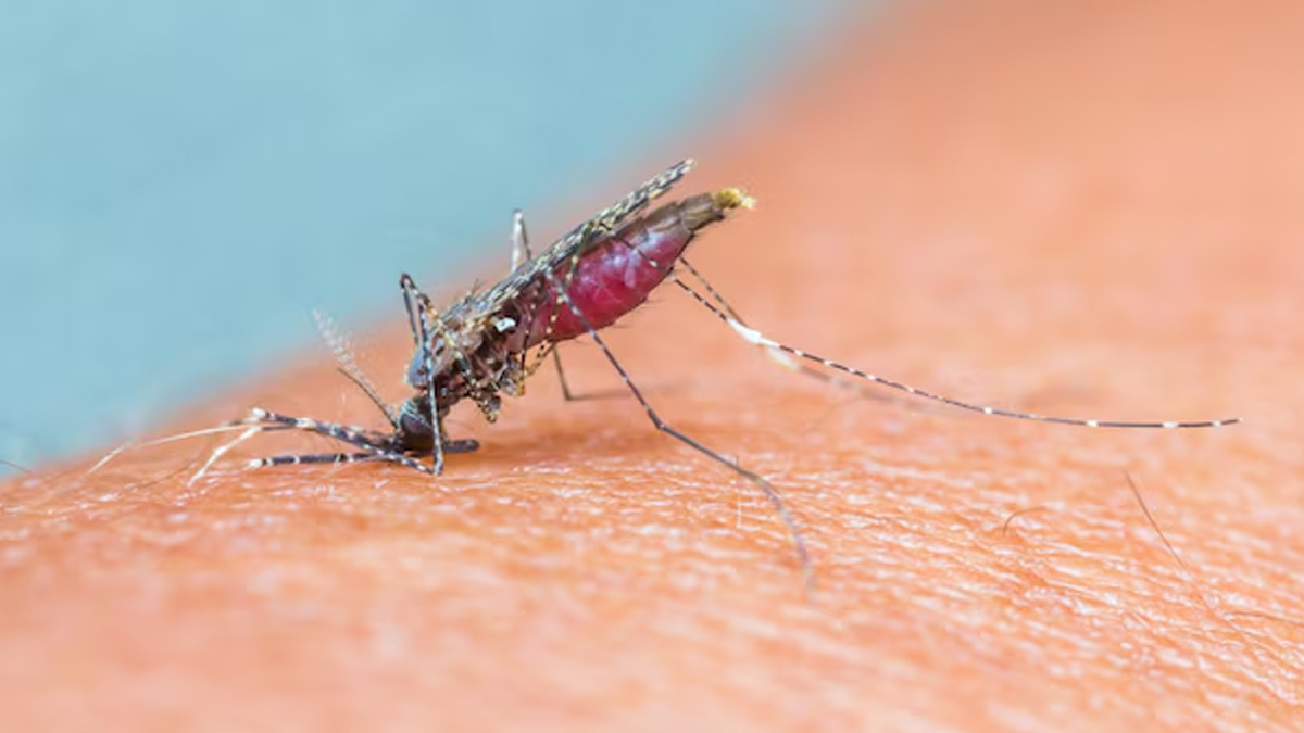 dengue treatment 2 - 2025-04-15T104645.912