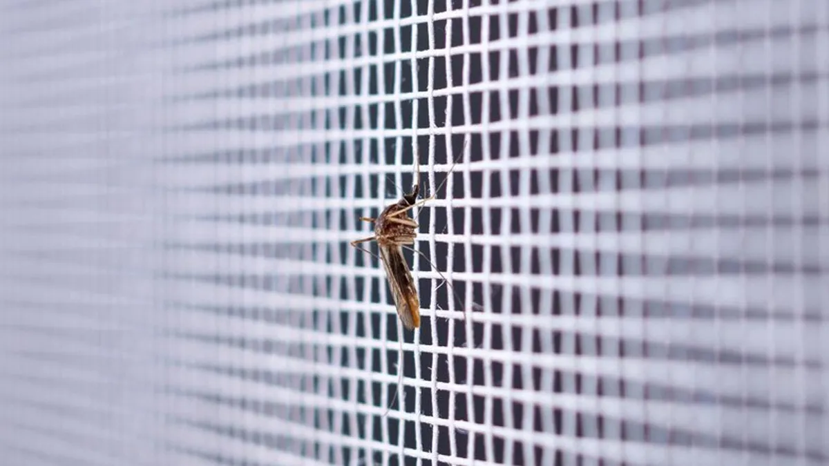 Expert Shares How Bed Nets Can Save Your Toddler from Malaria