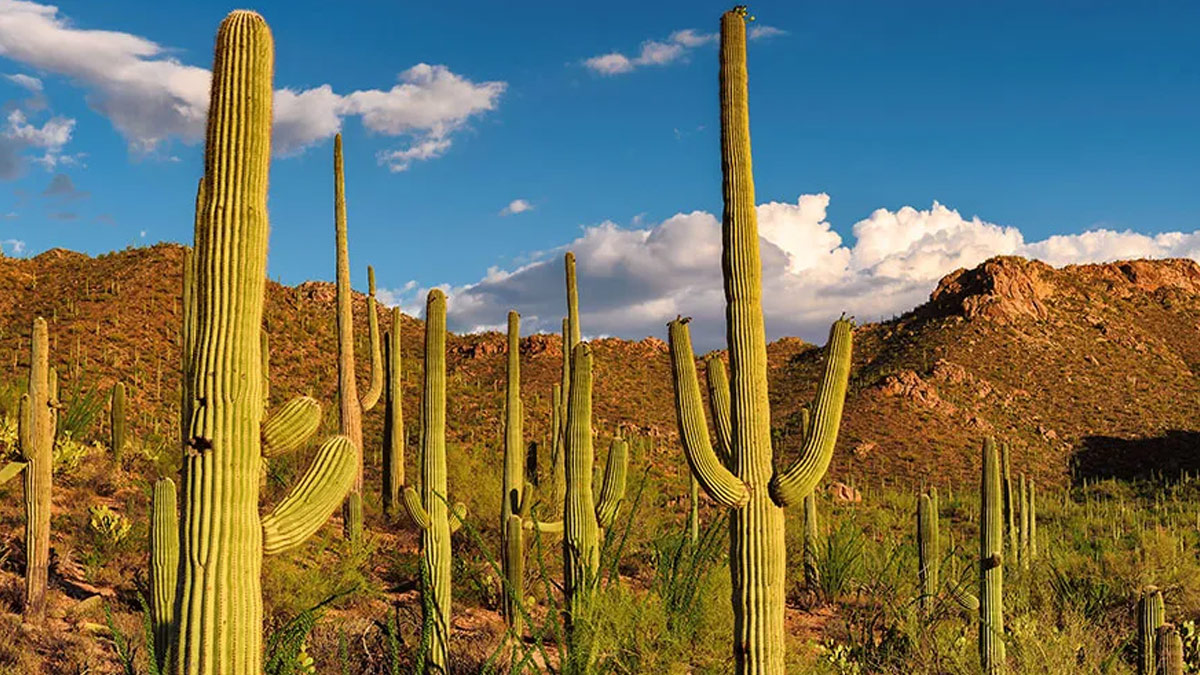 cactus water 2 - 2025-04-29T162755.477