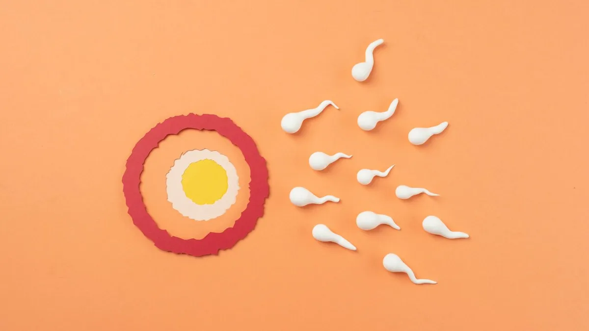 The Biology Of Sperm Quality In IVF: Why Male Infertility Need No Longer Be A Blockage