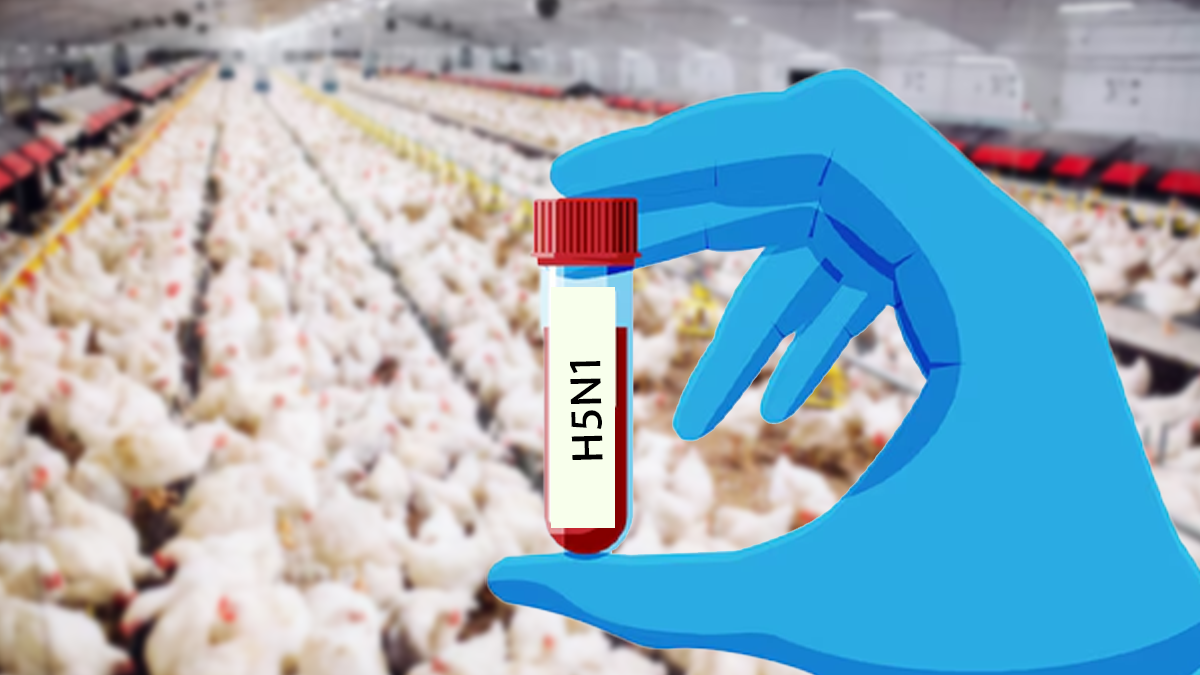 New Virus Spreads Across US: H5N1 Avian Flu Reaches All 50 States, Sparking Pandemic Fears