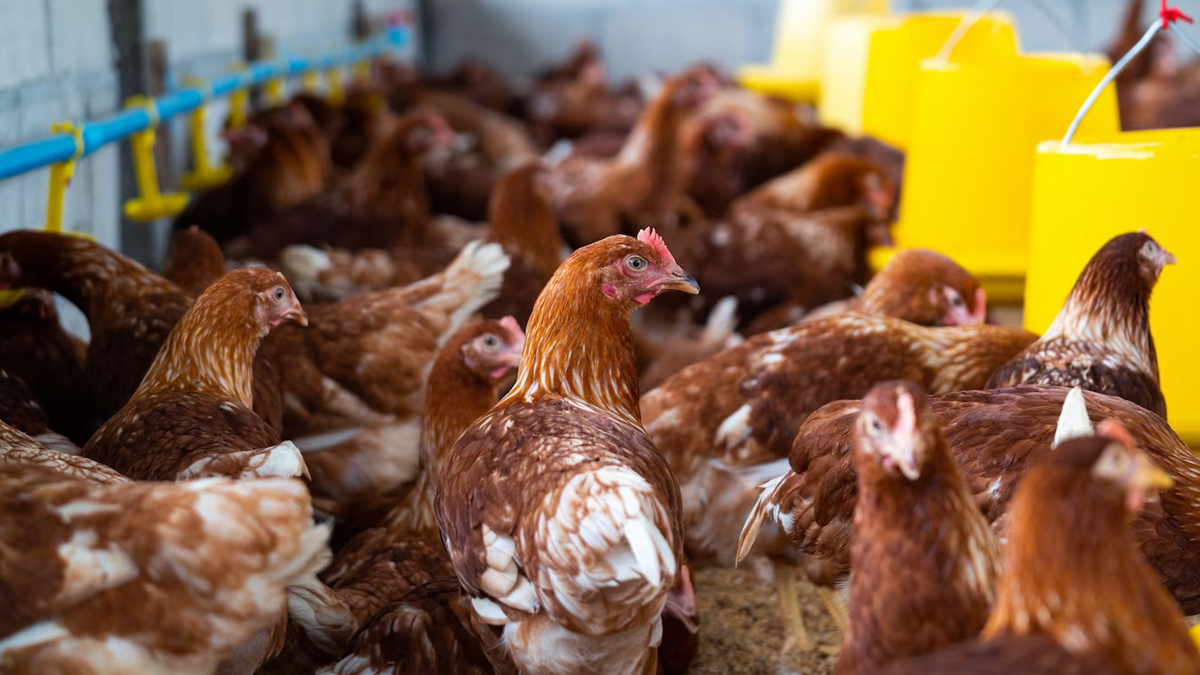 H5N1 Avian Flu Hits All 50 US States: Experts Warn of Possible Pandemic 9 1 - 2025-05-01T114245.486