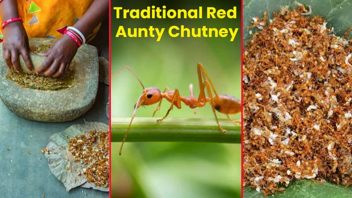 Eating Red Ant Chutney for Health? Dietician Explains Whether It Is A Tribal Superfood or Health Risk