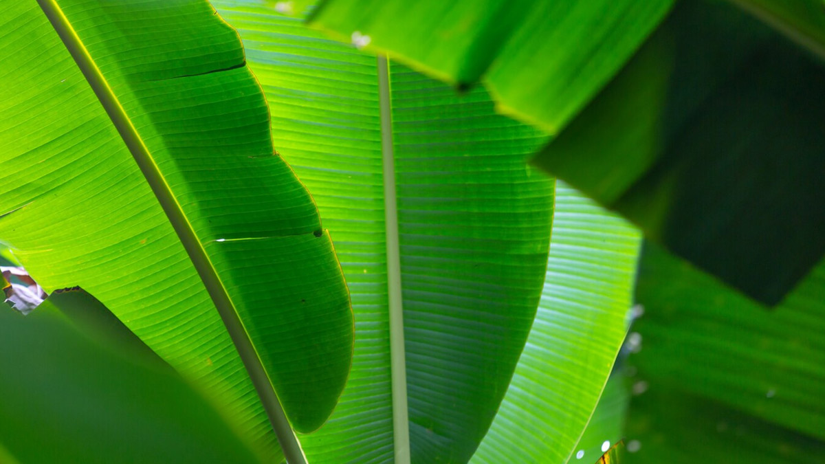 banana-leaf