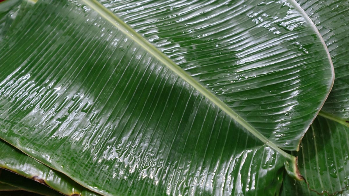 banana-leaf