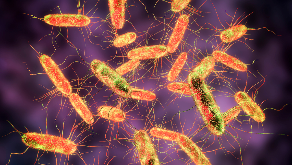 CDC Links Salmonella Outbreak to Backyard Chickens: 7 Infected Across Six US States