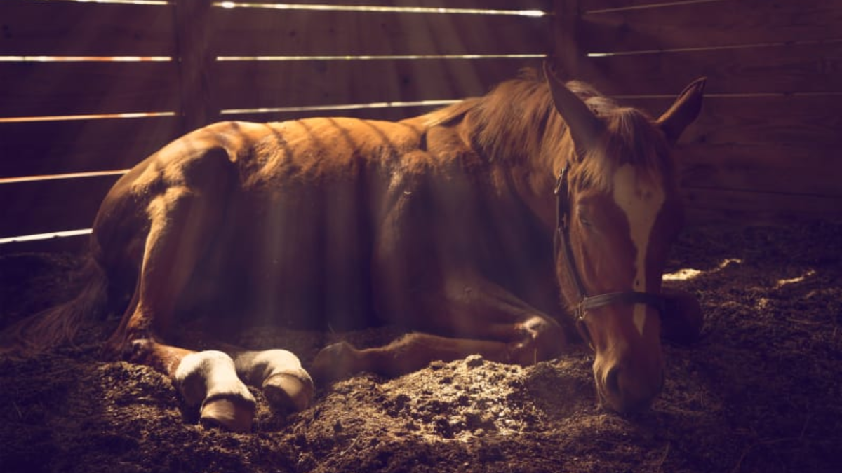 Equine Virus Outbreak Hits Kedarnath: Over 1,000 Animals Quarantined As Emergency Vet Teams Deployed