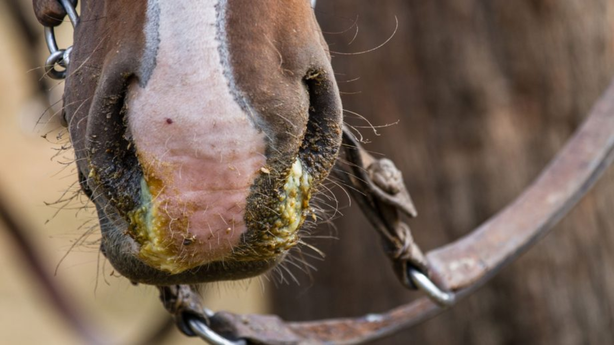 01-equine-flu