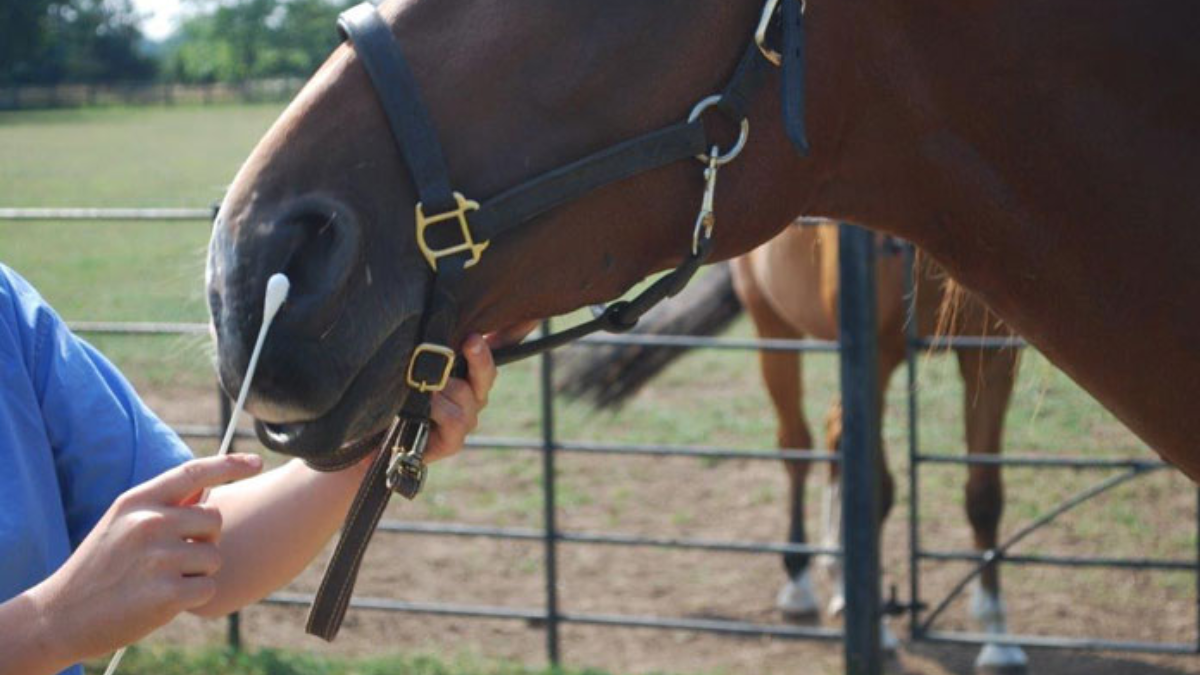 02-equine-flu