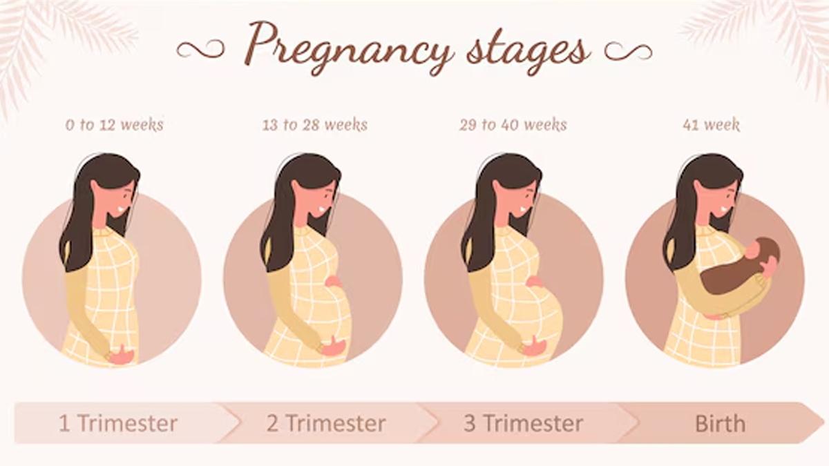 pregnancy-trimester