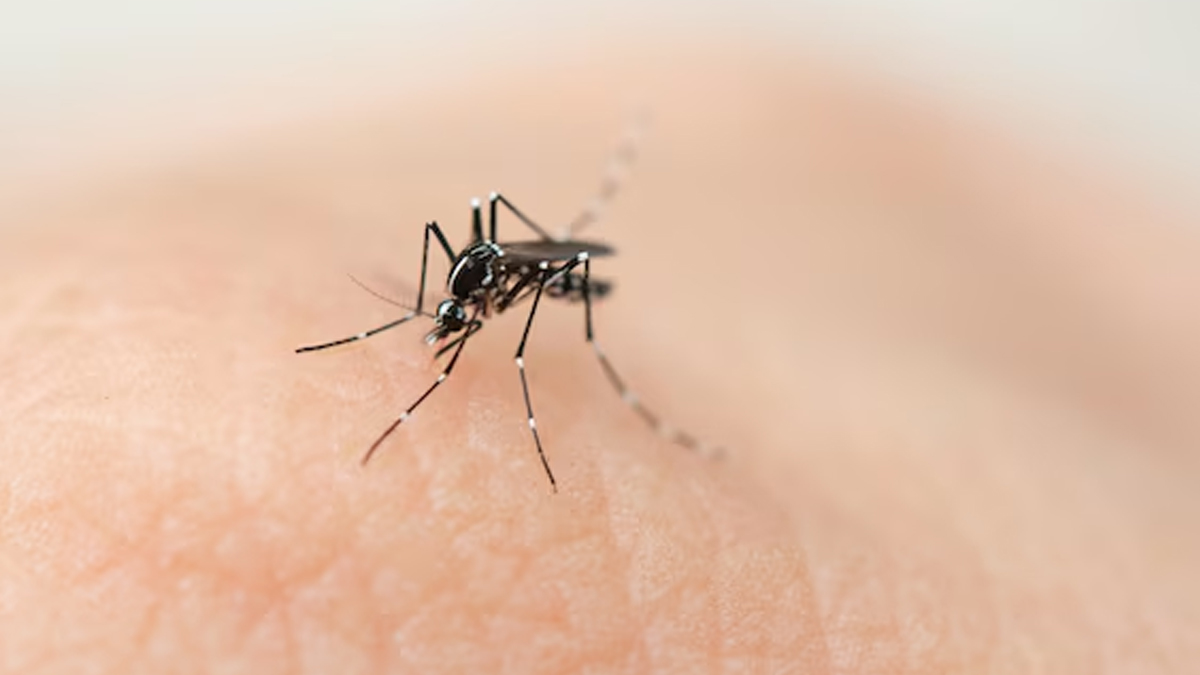 national dengue day 1 - 2025-05-16T094155.936