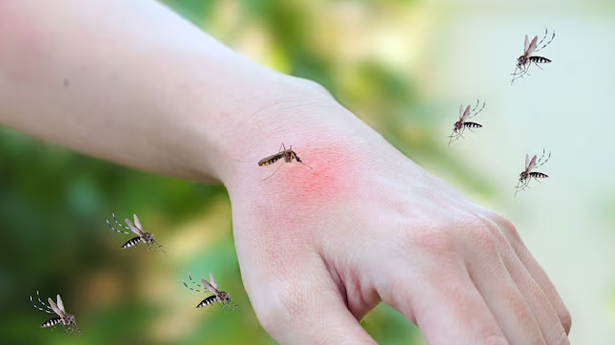 dengue tips 2 - 2025-05-16T094245.913