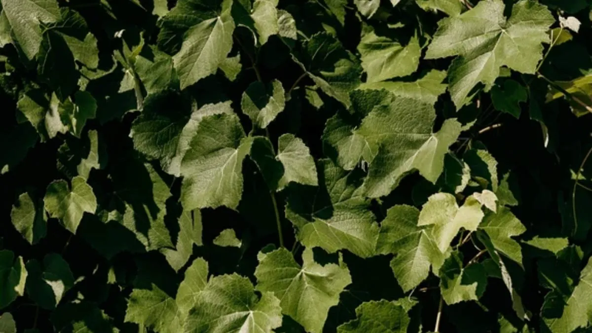 Healthy Eating: Here's Why You Should Add Grape Leaves To Your Diet