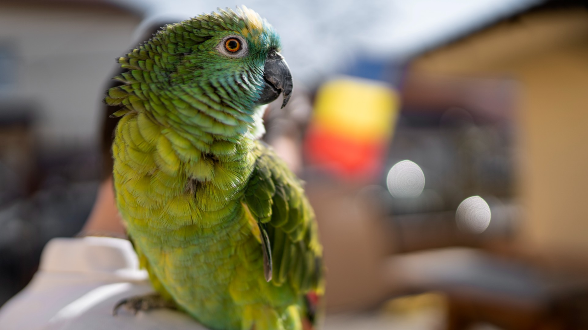 01-parrot-fever