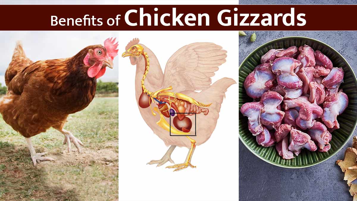 Are Chicken Gizzards High in Uric Acid? Expert Shares Benefits