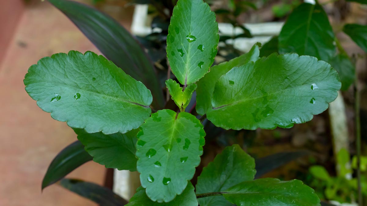Patharchatta For Kidney Stones: How This Natural Herbal Provides Relief And Prevention