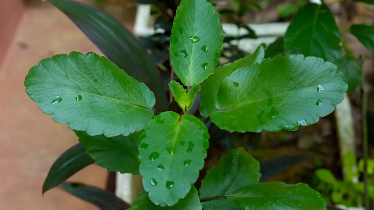 Patharchatta For Kidney Stones: How This Natural Herbal Provides Relief And Prevention