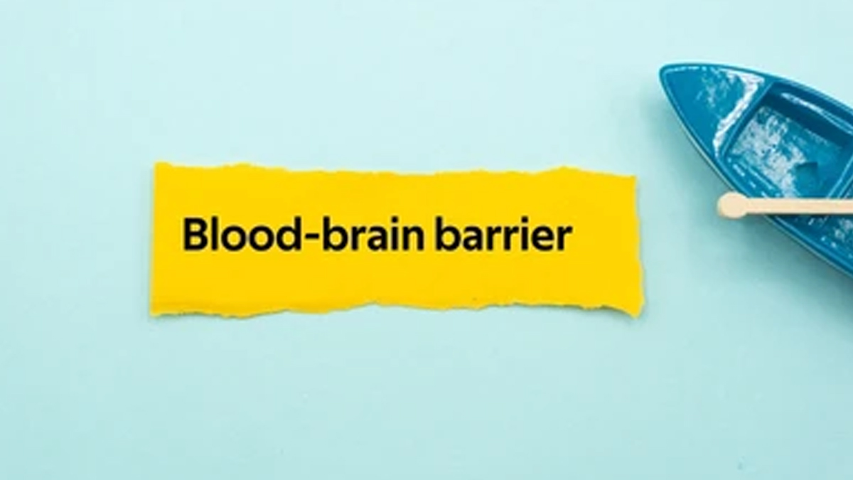 Blood-Brain-Barrier