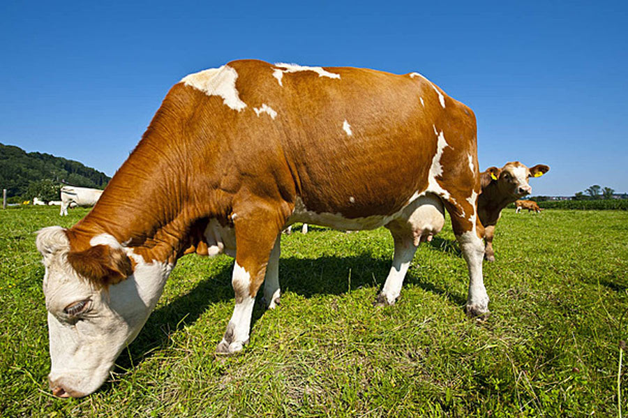 A1 and A2 Milk 1 - 2025-06-05T164440.924