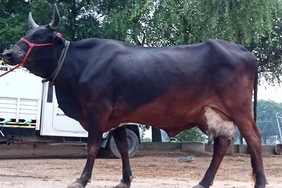 desi cow milk 2 - 2025-06-05T164444.297