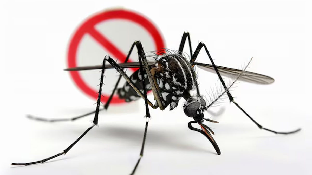 Dengue Prevention Isn’t Just About Mosquitoes: Here Are Home And Diet Fixes That Matter Too