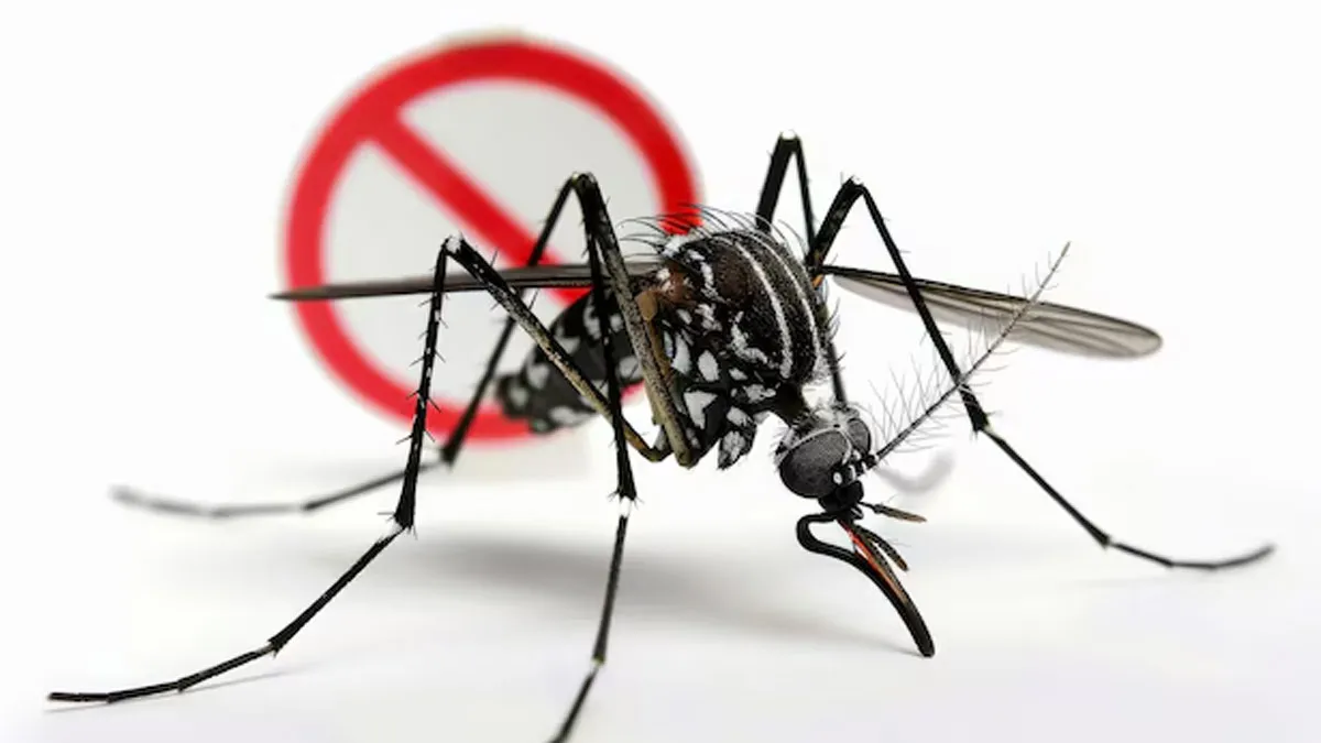 Dengue Prevention Isn’t Just About Mosquitoes: Here Are Home And Diet Fixes That Matter Too