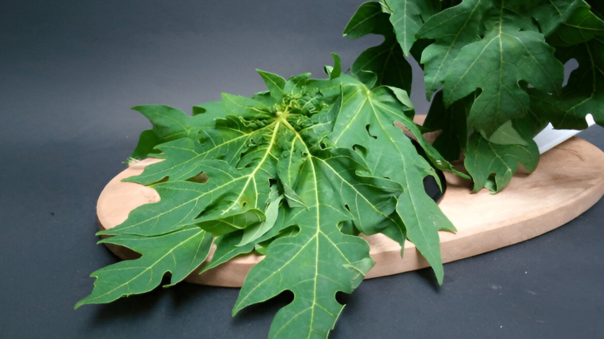 papaya-leaves