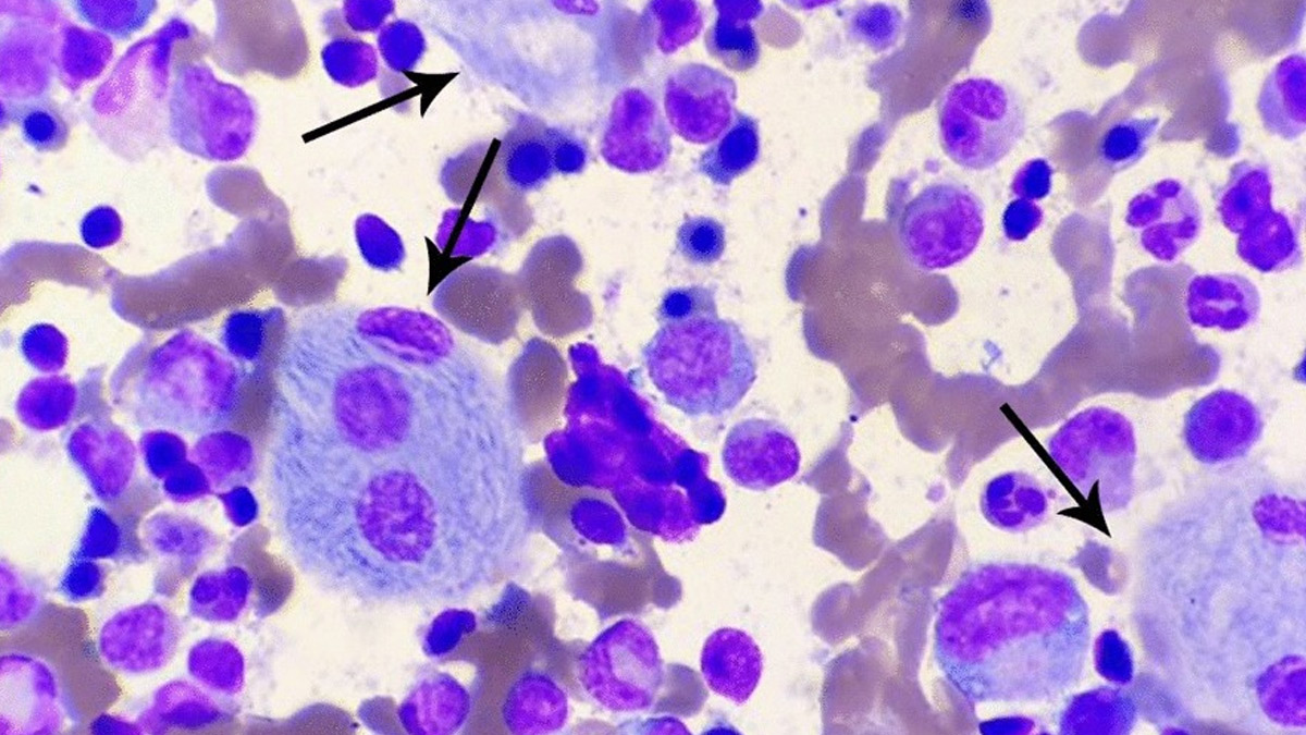 1 - 2025-06-18T164923.522