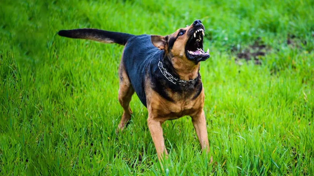 Rabies Doesn't Just Spread From Dogs: Know The Risks And Vaccine Guidelines